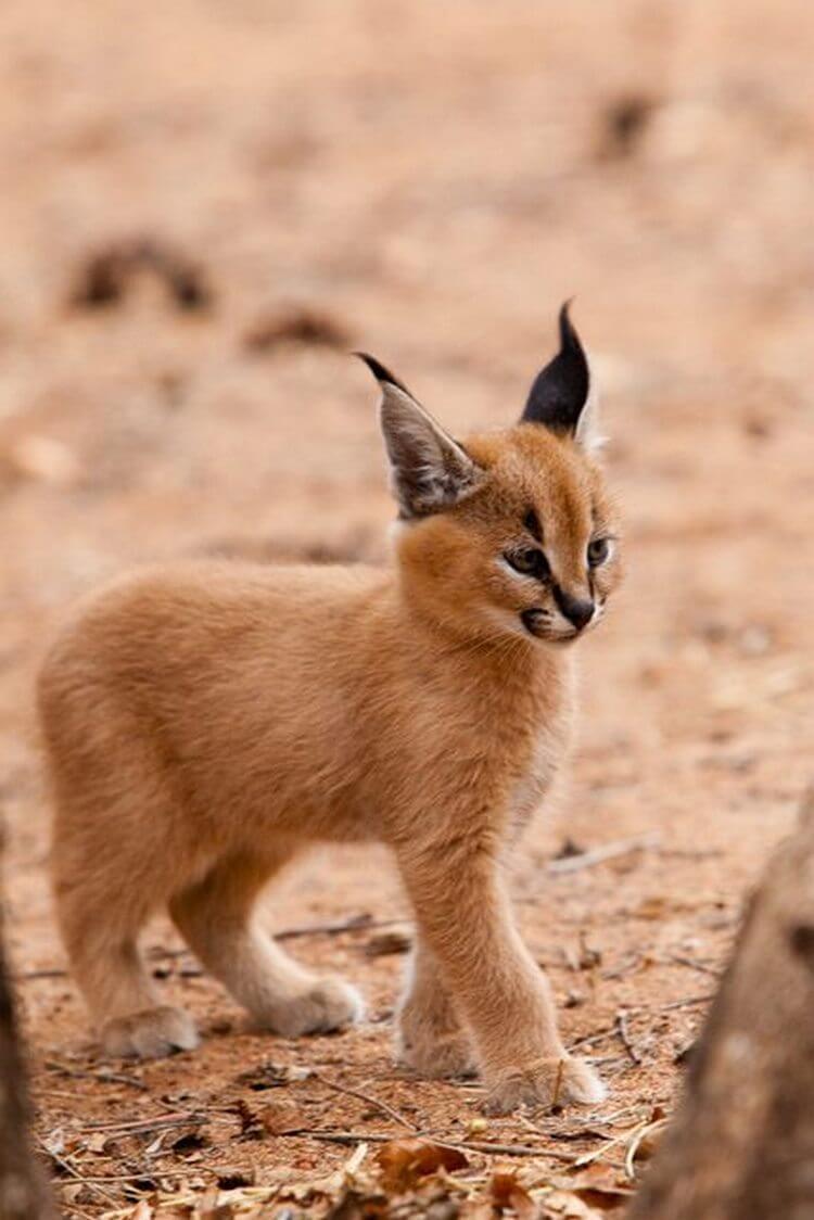 Culmea drăgălășeniei! Una dintre minunatele creaturi de pe Pământ. Pisica Caracal, cea mai drăguță felină din lume!