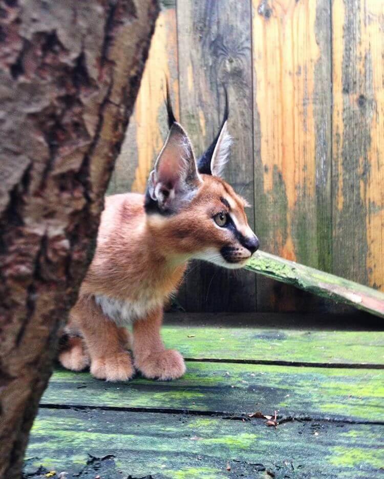 Culmea drăgălășeniei! Una dintre minunatele creaturi de pe Pământ. Pisica Caracal, cea mai drăguță felină din lume!