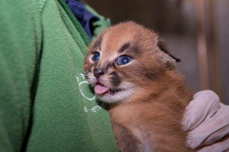 Culmea drăgălășeniei! Una dintre minunatele creaturi de pe Pământ. Pisica Caracal, cea mai drăguță felină din lume!