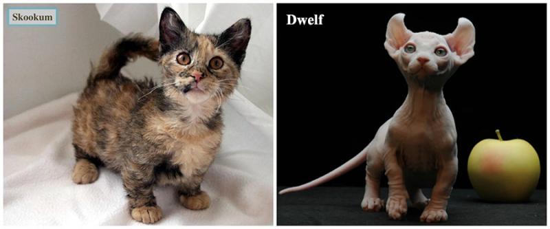 Imaginile care îţi vor face ziua mai frumoasă! Cele mai mici rase de pisici