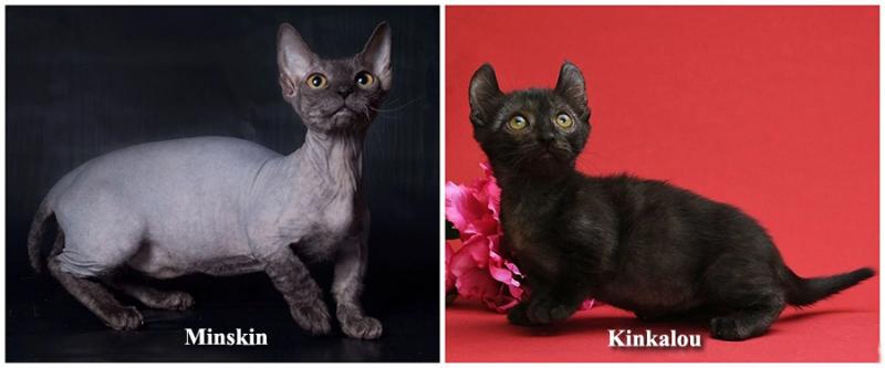 Imaginile care îţi vor face ziua mai frumoasă! Cele mai mici rase de pisici