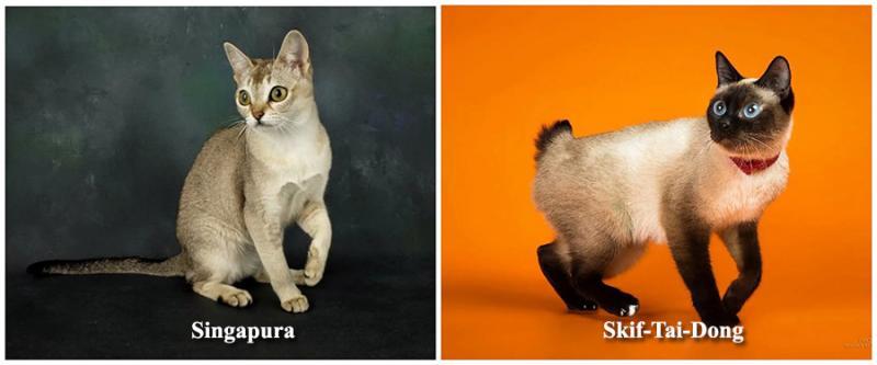 Imaginile care îţi vor face ziua mai frumoasă! Cele mai mici rase de pisici