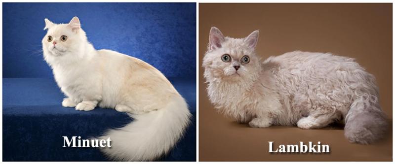 Imaginile care îţi vor face ziua mai frumoasă! Cele mai mici rase de pisici