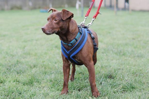 "Cel mai singur câine al Marii Britanii!" A așteptat 500 de zile pentru a-și găsi o nouă casă, după ce stăpânul său a murit