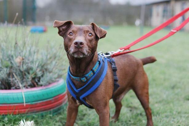 "Cel mai singur câine al Marii Britanii!" A așteptat 500 de zile pentru a-și găsi o nouă casă, după ce stăpânul său a murit