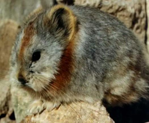 Animalul care nu a mai fost văzut de 40 de ani a reapărut! Imagini uluitoare cu iepurele magic, cel mai rar animal din lume!