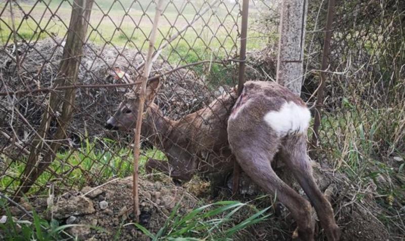 Operaţiunea BAMBI! Un pui de căprioară a fost salvat şi îngrijit după ce a rămas blocat într-un gard de fier-VIDEO