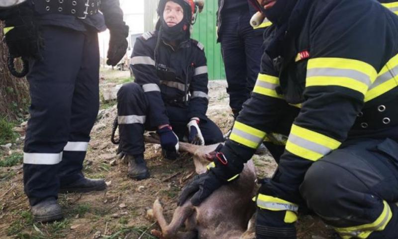 Operaţiunea BAMBI! Un pui de căprioară a fost salvat şi îngrijit după ce a rămas blocat într-un gard de fier-VIDEO