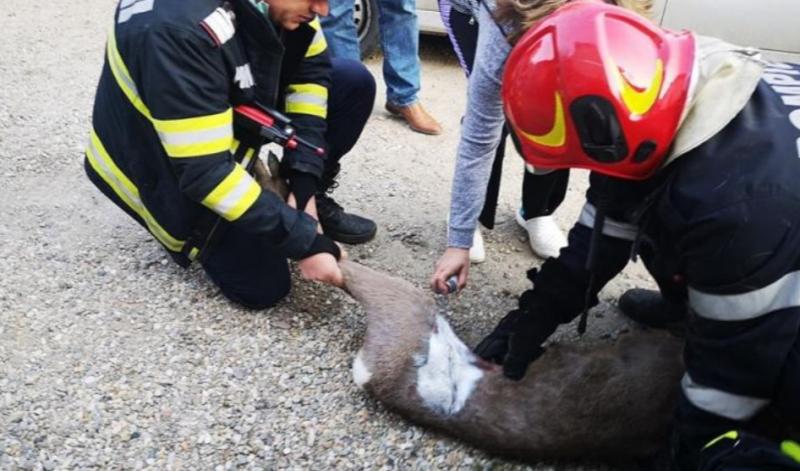 Operaţiunea BAMBI! Un pui de căprioară a fost salvat şi îngrijit după ce a rămas blocat într-un gard de fier-VIDEO