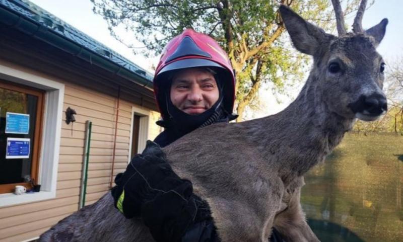 Operaţiunea BAMBI! Un pui de căprioară a fost salvat şi îngrijit după ce a rămas blocat într-un gard de fier-VIDEO