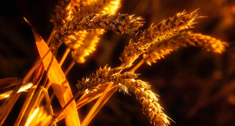 Românii riscă să rămână fără pâine până la vară: stocurile de grâu sunt aproape epuizate și seceta pune la pământ agricultorii