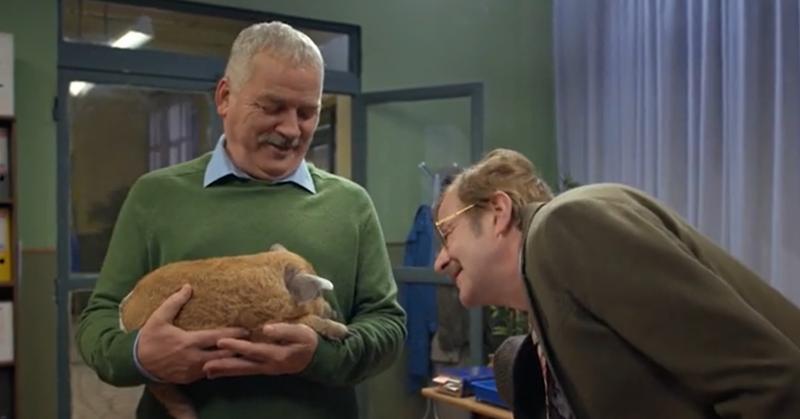 Primarul Stelu primește o lovitură neașteptată! Mascota orașului Mangalița, porcul Steluțu, a fost răpit