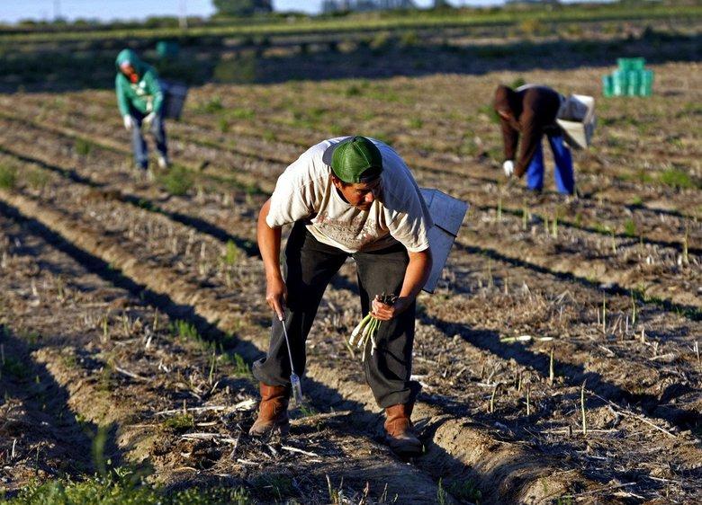 Cât câștigă un român care merge la cules sparanghel, în Germania! Suma e surprinzătoare