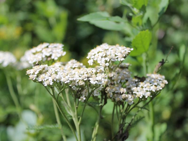 Top 10 plante de primăvară cu multiple beneficii asupra organismului