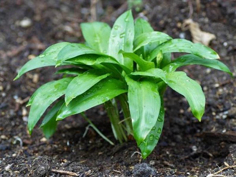 Top 10 plante de primăvară cu multiple beneficii asupra organismului