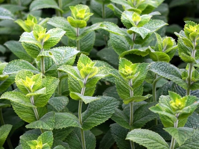 Top 10 plante de primăvară cu multiple beneficii asupra organismului