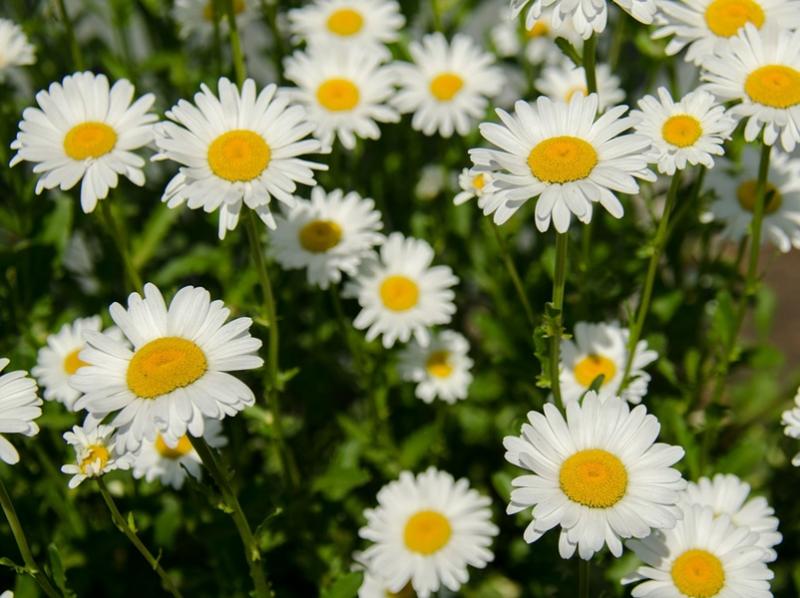 Top 10 plante de primăvară cu multiple beneficii asupra organismului