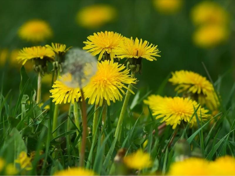 Top 10 plante de primăvară cu multiple beneficii asupra organismului