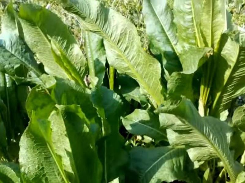 Top 10 plante de primăvară cu multiple beneficii asupra organismului