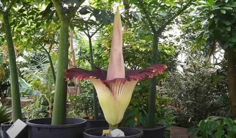 Floarea-cadavru, cea mai mare din lume, a înflorit! Mii de oameni au așteptat momentul! Ce miros emană planta