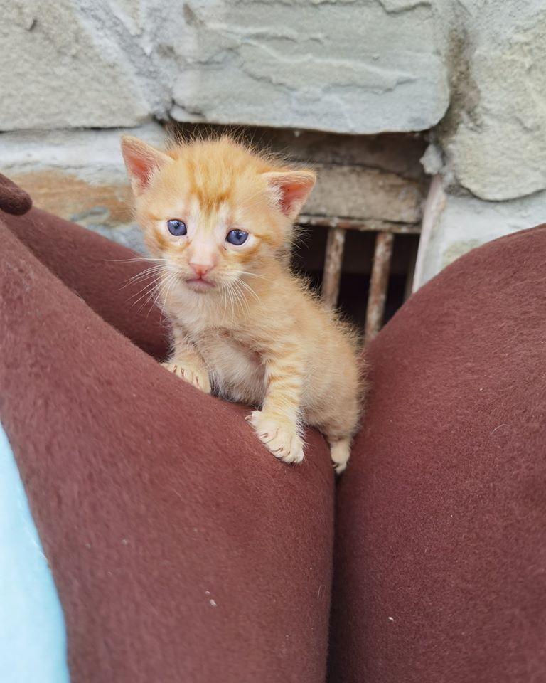 Noua pasiune a lui Dani Oțil! Cum își umple vedeta timpul liber. Imagini care te vor sensibiliza! |FOTO