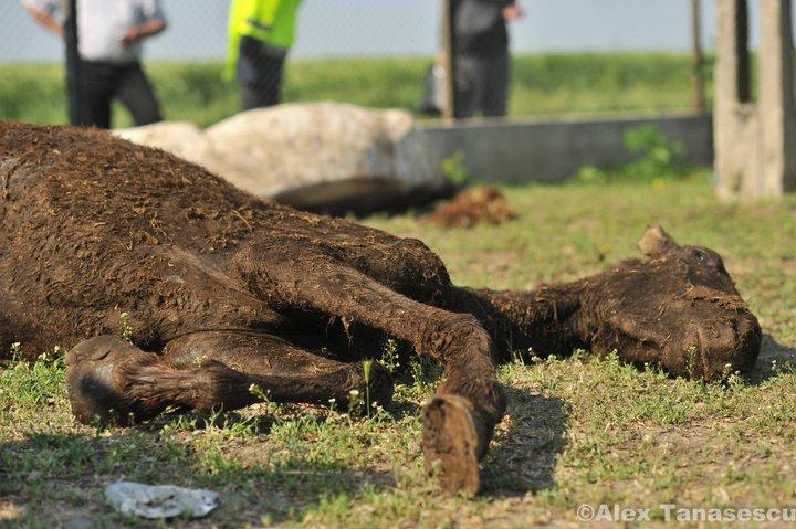 FOTO | Imagini devastatoare cu caii maltratați din Letea. Regretata Cristina Țopescu s-a aflat printre cei care au salvat animalele de la cele mai grele chinuri