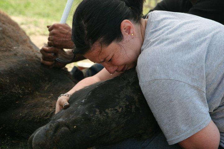 FOTO | Imagini devastatoare cu caii maltratați din Letea. Regretata Cristina Țopescu s-a aflat printre cei care au salvat animalele de la cele mai grele chinuri