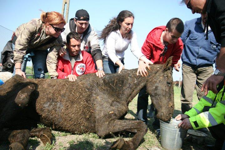 FOTO | Imagini devastatoare cu caii maltratați din Letea. Regretata Cristina Țopescu s-a aflat printre cei care au salvat animalele de la cele mai grele chinuri