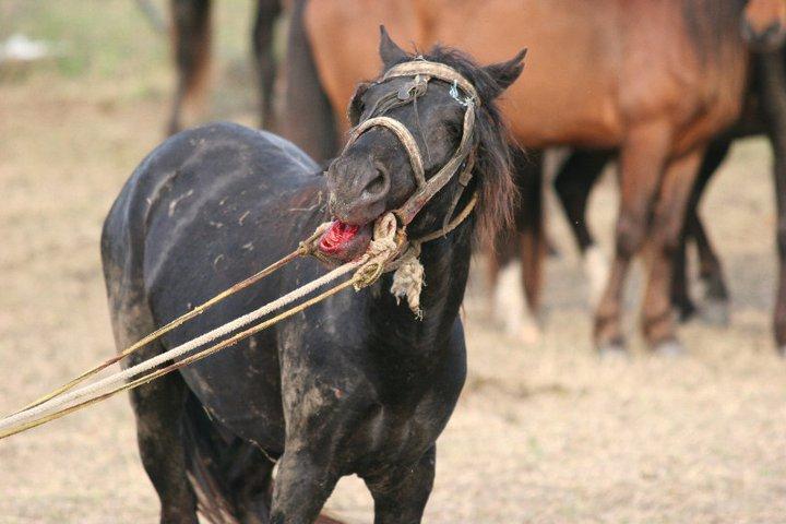 FOTO | Imagini devastatoare cu caii maltratați din Letea. Regretata Cristina Țopescu s-a aflat printre cei care au salvat animalele de la cele mai grele chinuri