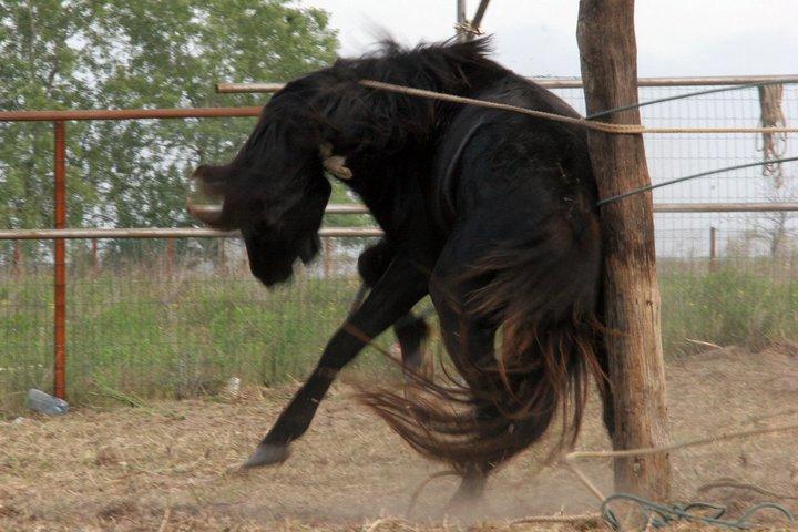 FOTO | Imagini devastatoare cu caii maltratați din Letea. Regretata Cristina Țopescu s-a aflat printre cei care au salvat animalele de la cele mai grele chinuri