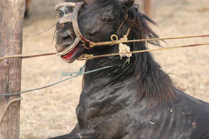 FOTO | Imagini devastatoare cu caii maltratați din Letea. Regretata Cristina Țopescu s-a aflat printre cei care au salvat animalele de la cele mai grele chinuri
