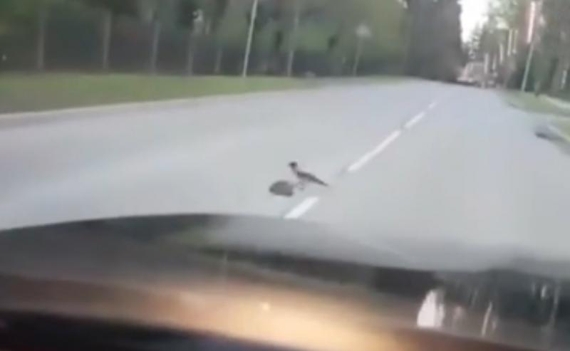 Cum a devenit o cioară erou pe șosea! Pasărea i-a lăsat mască pe șoferi! Ce a făcut | VIDEO