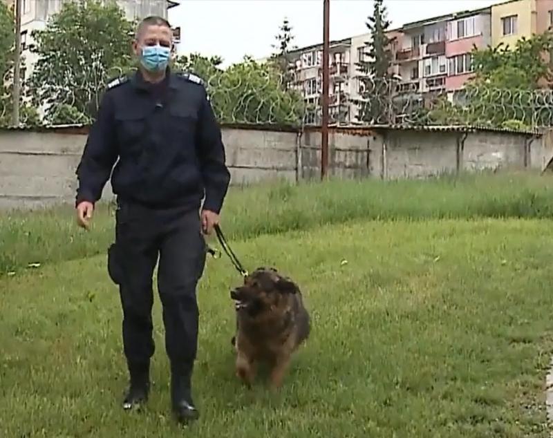 Un câine jandarm din Mureș așteaptă să fie adoptat! Ciobănescul german și-a încheiat misiunile și își caută o familie