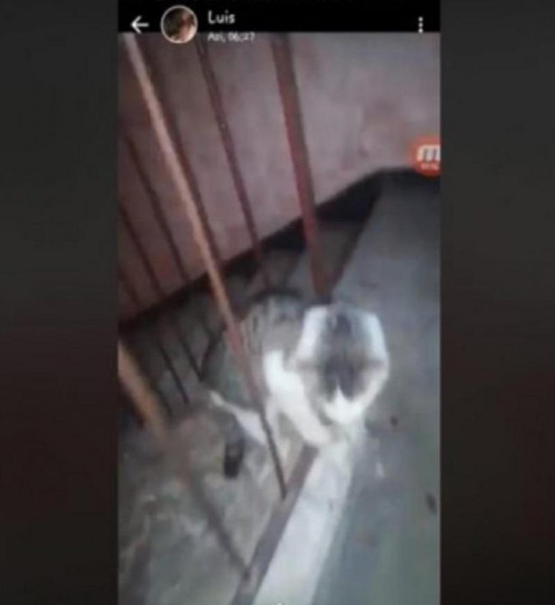 Un tânăr din Alba a torturat o pisică și a transmis totul LIVE pe Facebook! Imagini cu puternic impact emoțional