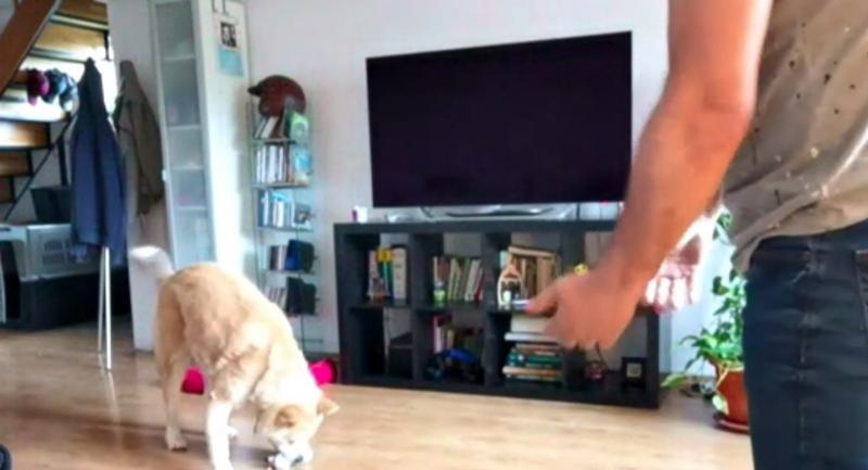 Cum înveți un câine să-ți asculte comenzile! Tehnici de dresaj pe care să le folosești acasă