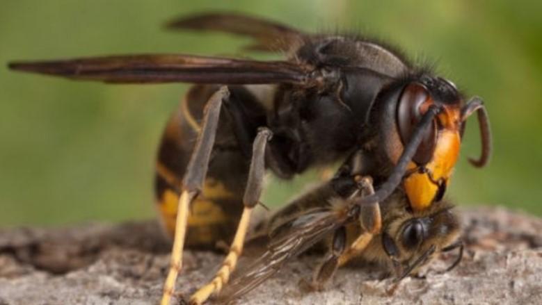 VIESPILE UCIGAŞE din Asia, mari cât o cutie de chibrituri, au ajuns şi în Statele Unite. Înţepătura lor este mortală pentru oameni
