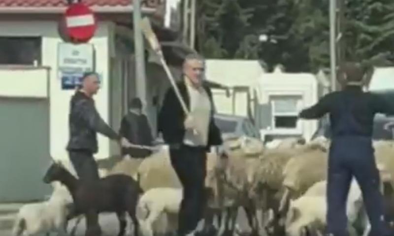 Cum a sărbătorit Gigi Becali statutul de bunic. Festin la Palat, dar și la baza sportivă din Berceni. Zeci de miei și brânză pe săturate | Foto