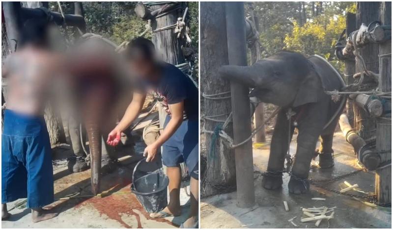 VIDEO | Așa arată chinul! Momentul în care un pui de elefant este zdrobit cu o tijă de fier în scopul de a fi dresat