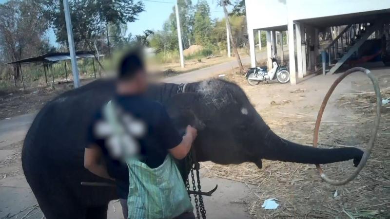 VIDEO | Așa arată chinul! Momentul în care un pui de elefant este zdrobit cu o tijă de fier în scopul de a fi dresat