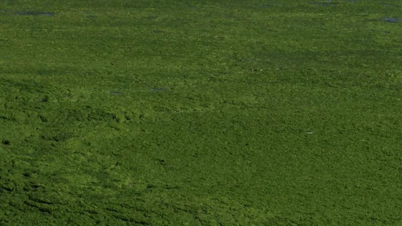 Fenomen uimitor pe plajele din Mamaia! Stratul de alge devine tot mai gros pe zi ce trece: Imaginile surprinse de turiști par ireale