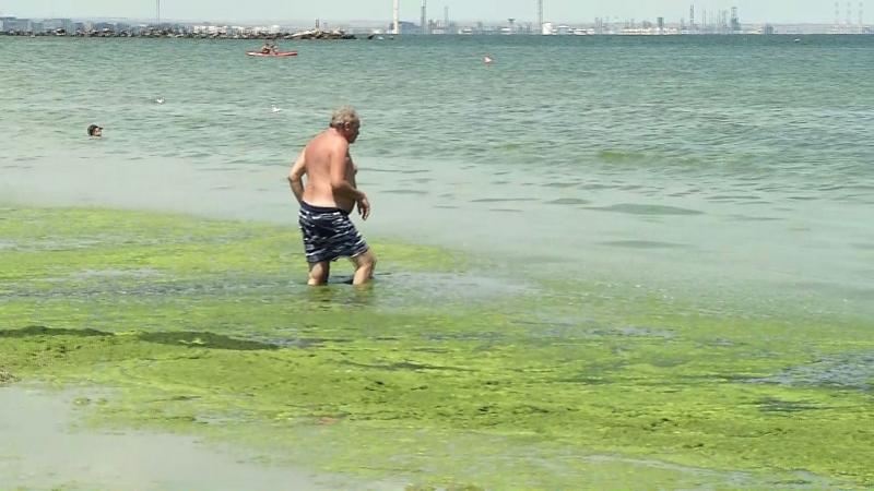 Fenomen uimitor pe plajele din Mamaia! Stratul de alge devine tot mai gros pe zi ce trece: Imaginile surprinse de turiști par ireale