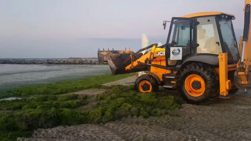 Fenomen uimitor pe plajele din Mamaia! Stratul de alge devine tot mai gros pe zi ce trece: Imaginile surprinse de turiști par ireale