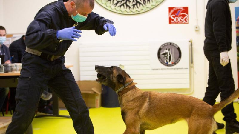 Câini antrenați să depisteze pe cei infectați cu coronavirus! Unde se întâmplă