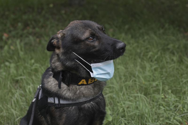 FOTO | O imagine cât o mie de cuvinte! Abel ne arată cum se poartă corect masca de protecție și cum este greșit