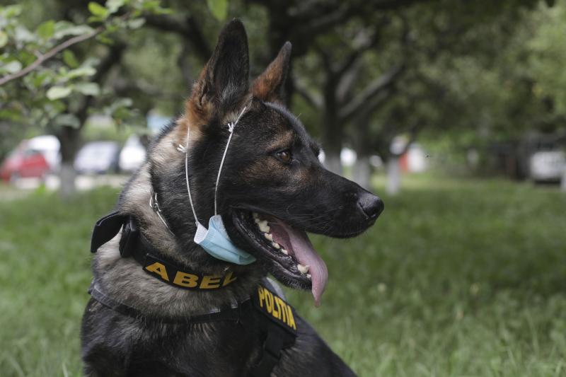 FOTO | O imagine cât o mie de cuvinte! Abel ne arată cum se poartă corect masca de protecție și cum este greșit