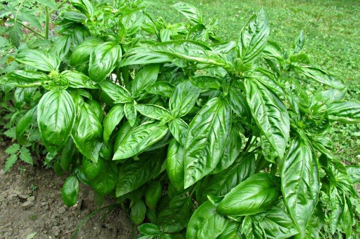 Cum scapi natural de muşte şi ţânţari. 11 plante care ţin insectele la distanţă. E bine să le ai în casa ta | FOTO