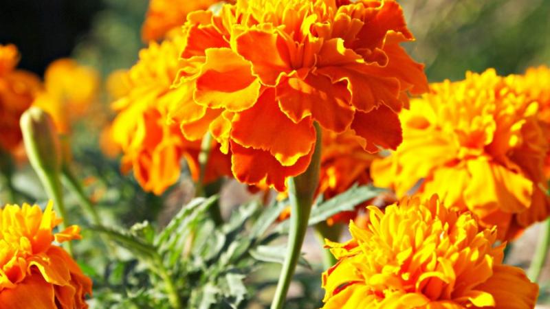 Cum scapi natural de muşte şi ţânţari. 11 plante care ţin insectele la distanţă. E bine să le ai în casa ta | FOTO