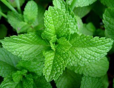 Cum scapi natural de muşte şi ţânţari. 11 plante care ţin insectele la distanţă. E bine să le ai în casa ta | FOTO