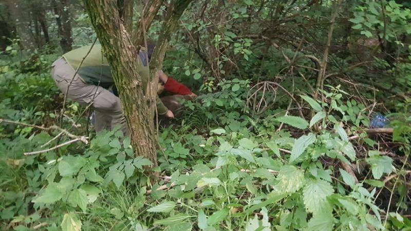 Pui de urs lovit de maşină între Râşnov şi Predeal, găsit pe marginea drumului în stare gravă. Animalul, preluat de o asociaţie - VIDEO