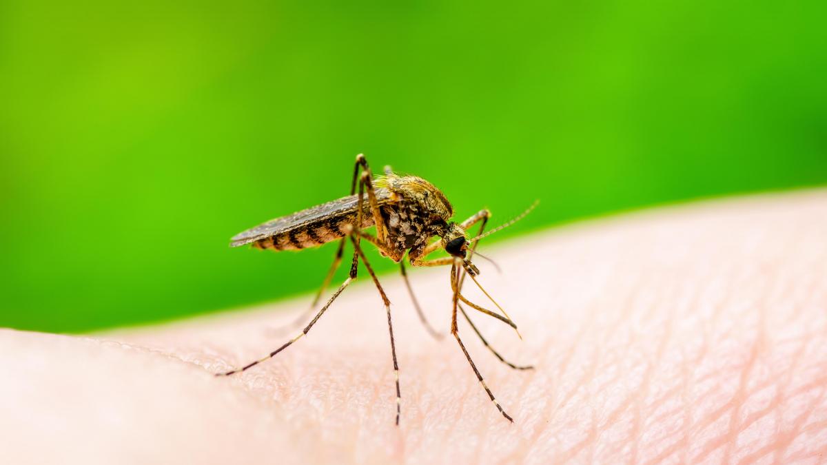 Prima jumatate a lunii iulie a venit cu 3 cazuri de infectie cu virusul West Nile